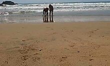 Ένα πραγματικό ζευγάρι απολαμβάνει την δημόσια γύμνια στην παραλία
